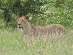 Lioness-3 (183 KB)