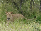 Lioness-4 (193 KB)