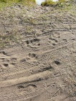 Hippo-Tracks (120 KB)