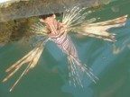 Lionfish (105 KB)