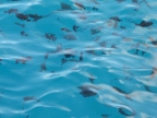 Triggerfish (168 KB)