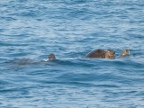 Turtles (158 KB)