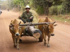 oxcart (159 KB)