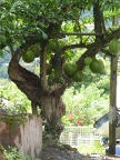 Calabash (130 KB)