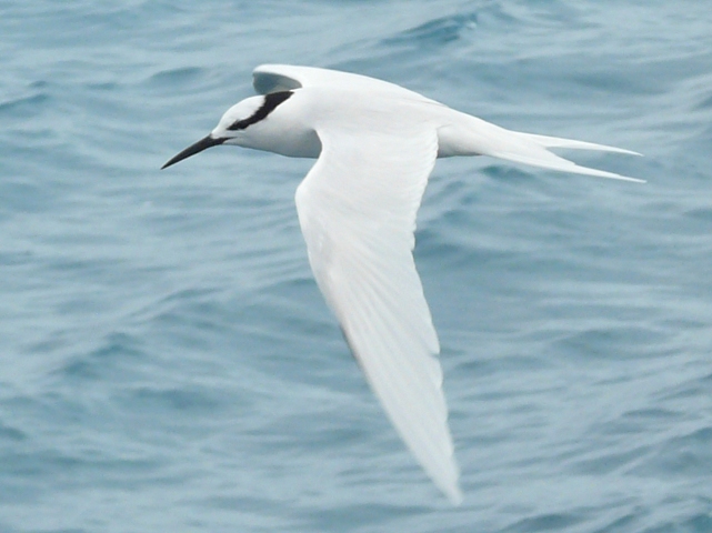 Black-naped Tern
