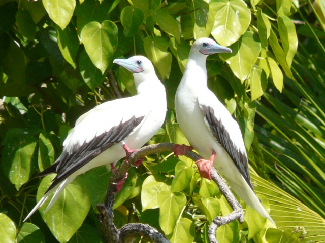 Booby pair