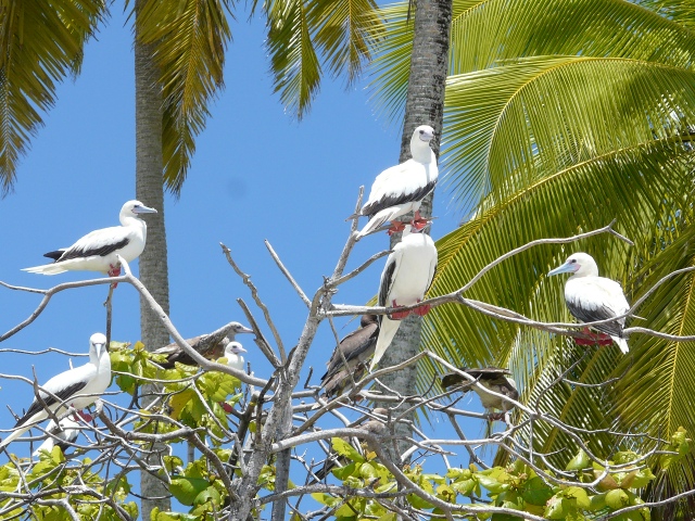 Red-footed Boobies