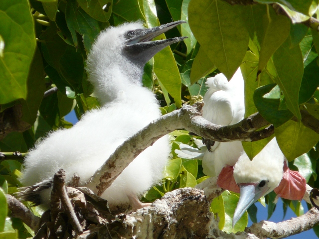 Red-footed chick