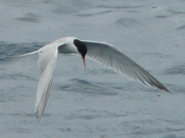 White-cheeked Tern