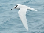 Black-naped Tern.JPG (139 KB)