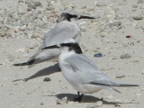 Black-naped Terns.JPG (192 KB)