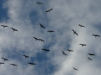 Boobies.JPG (141 KB)
