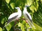 Booby pair.JPG (193 KB)