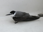 Bridled Tern.JPG (164 KB)
