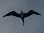 Frigatebird.JPG (132 KB)