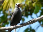 Lesser Noddy yawning.JPG (182 KB)