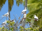 Red-footed Boobies.JPG (226 KB)