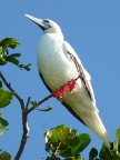 Red-footed Booby.JPG (96 KB)