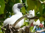 Red-footed chick.JPG (210 KB)