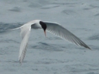White-cheeked Tern.JPG (136 KB)