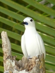 White Tern.JPG (117 KB)