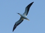 booby flying.JPG (109 KB)