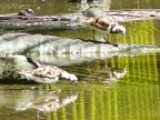 lagoon.JPG (206 KB)