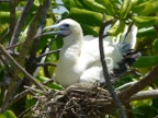 nesting booby.JPG (220 KB)