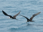 two Frigate Birds.JPG (200 KB)
