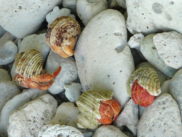 hermit crabs