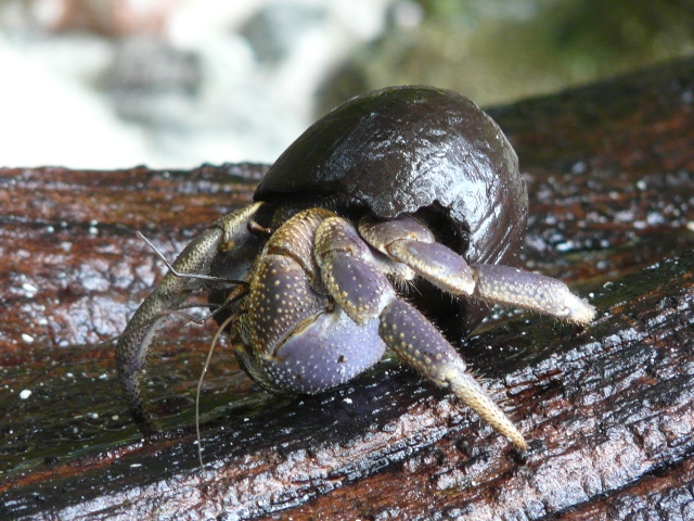 juvenile