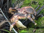 coconut crab 2