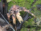 coconut crab 3.JPG (228 KB)