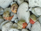hermit crabs