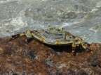 water edge