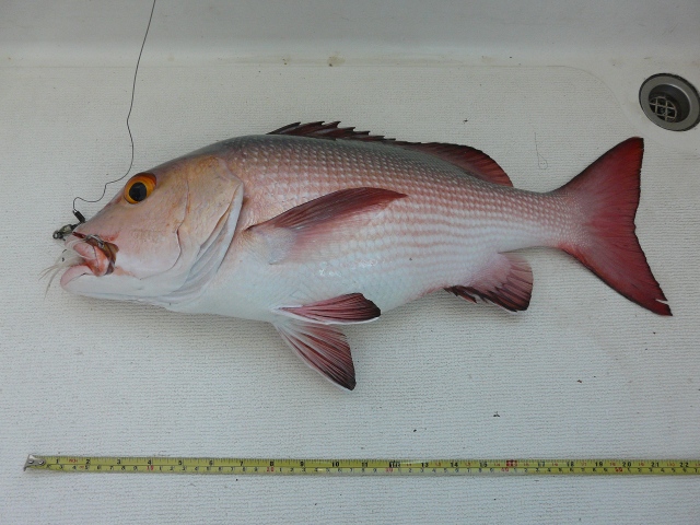 Snapper
