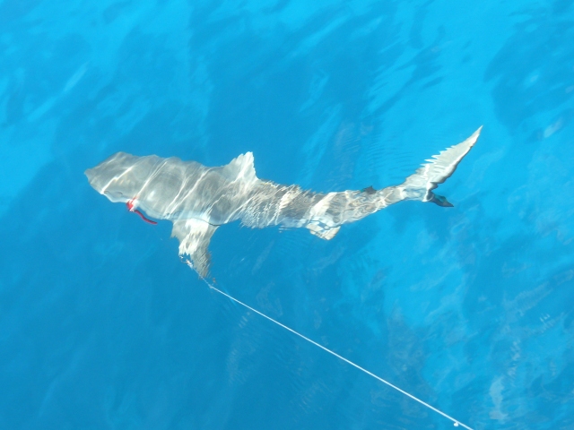 shark line