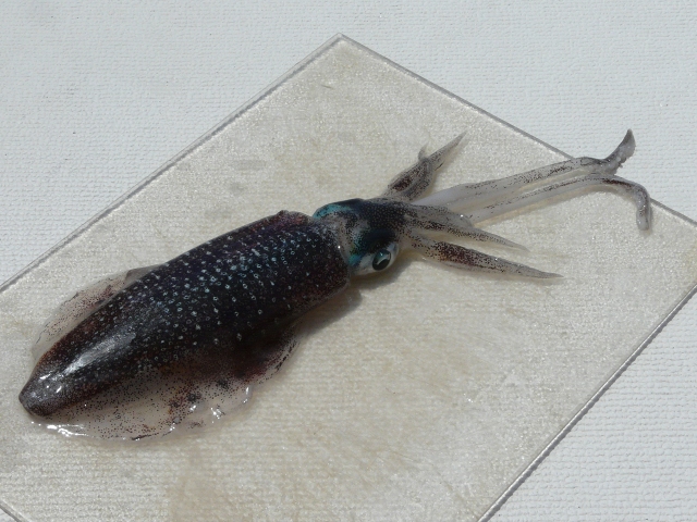 squid