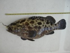 Camouflage Grouper.JPG (170 KB)
