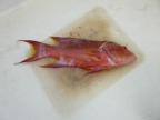 Coral Trout.JPG (163 KB)