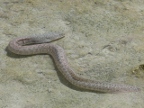 Moray.JPG (212 KB)