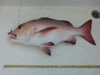 Snapper.JPG (161 KB)