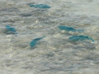 parrotfish.JPG (211 KB)