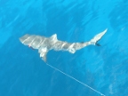 shark line.JPG (138 KB)