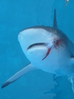 shark lure.JPG (70 KB)
