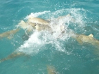 sharks.JPG (220 KB)