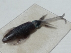 squid.JPG (206 KB)