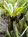 epiphyte.JPG (139 KB)