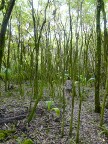 mossy.JPG (113 KB)