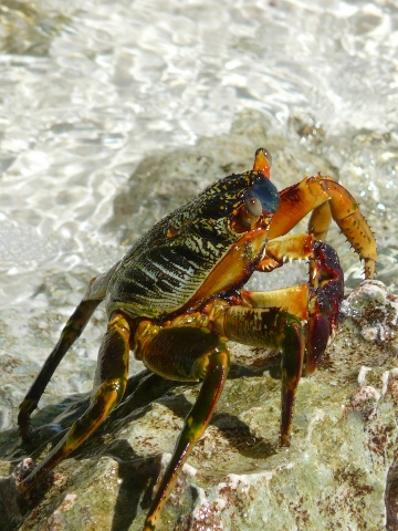 crab